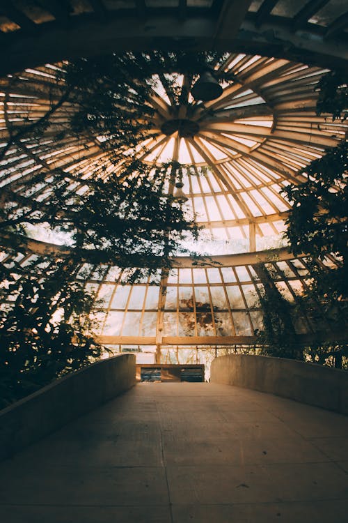 Foto d'estoc gratuïta de arbres, buit, interior