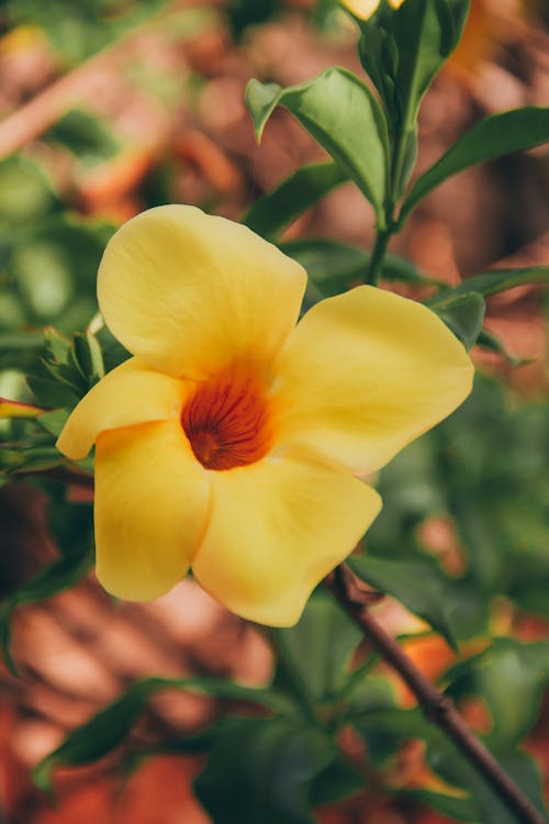 Close up of Yellow Flower