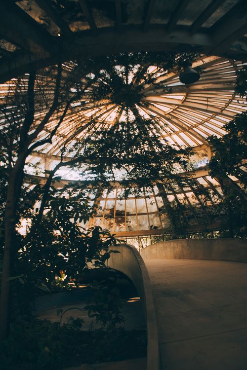 Free Stunning interior of a greenhouse dome with lush greenery and a glass ceiling. Stock Photo