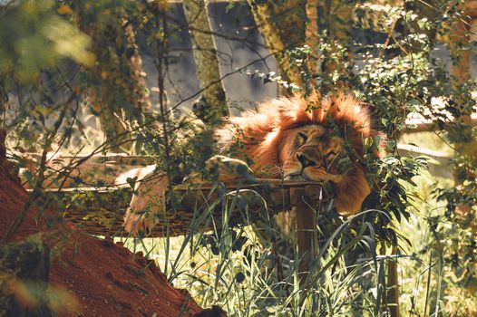 A regal lion sleeping peacefully on a wooden platform amidst lush foliage.