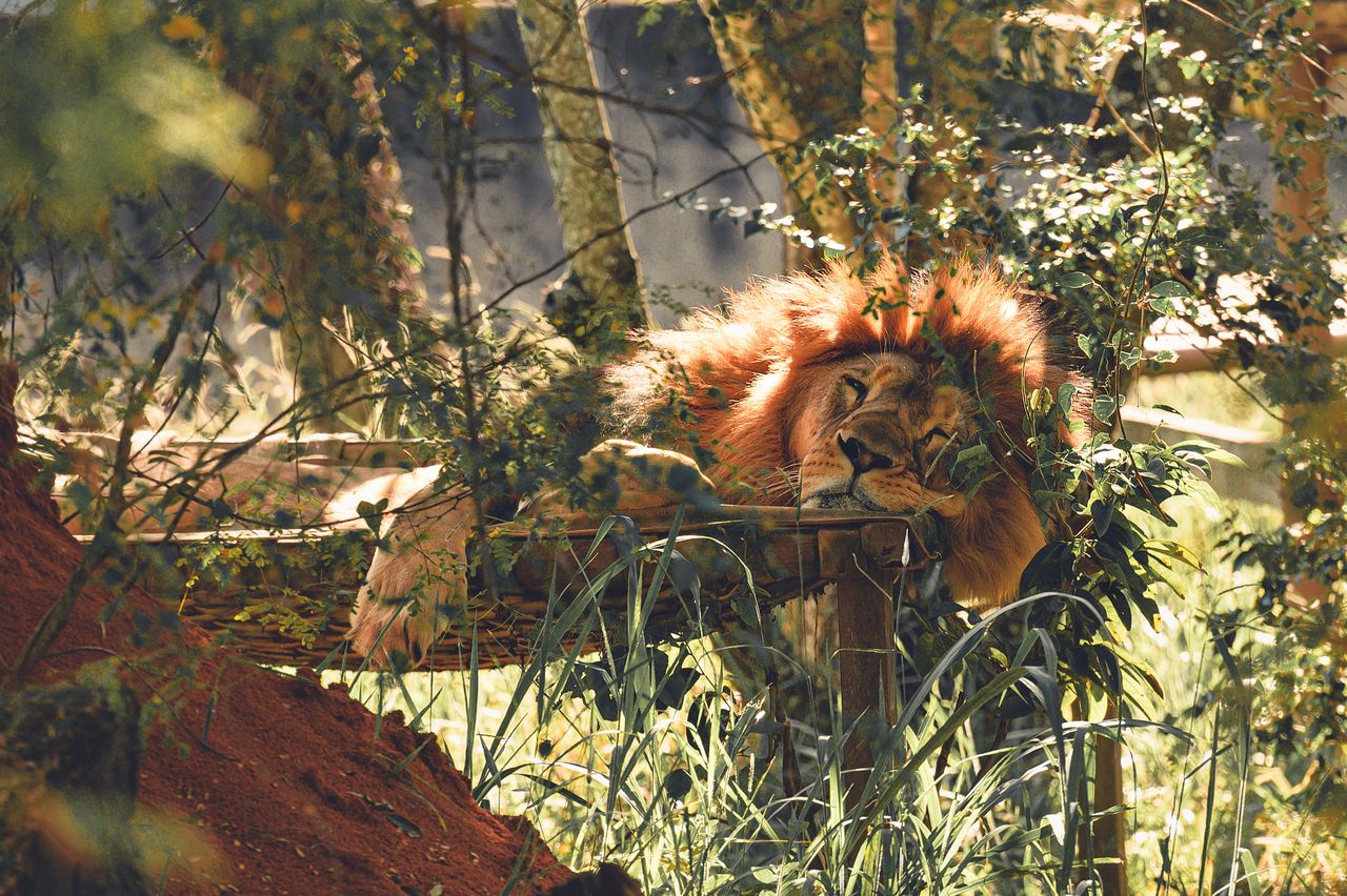 a regal lion sleeping peacefully on a wooden platform amidst lush foli