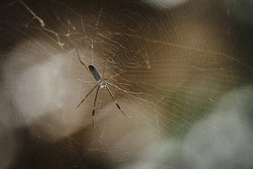 Palm Spider on a Spiderweb