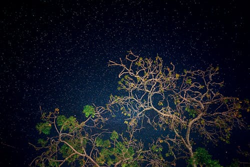Immagine gratuita di alberi, astrologia, astronomia