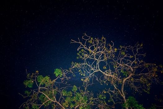 Kakum canopy walk — Ghana