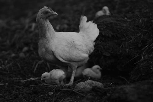 Fotos de stock gratuitas de aves, aves de corral, blanco y negro