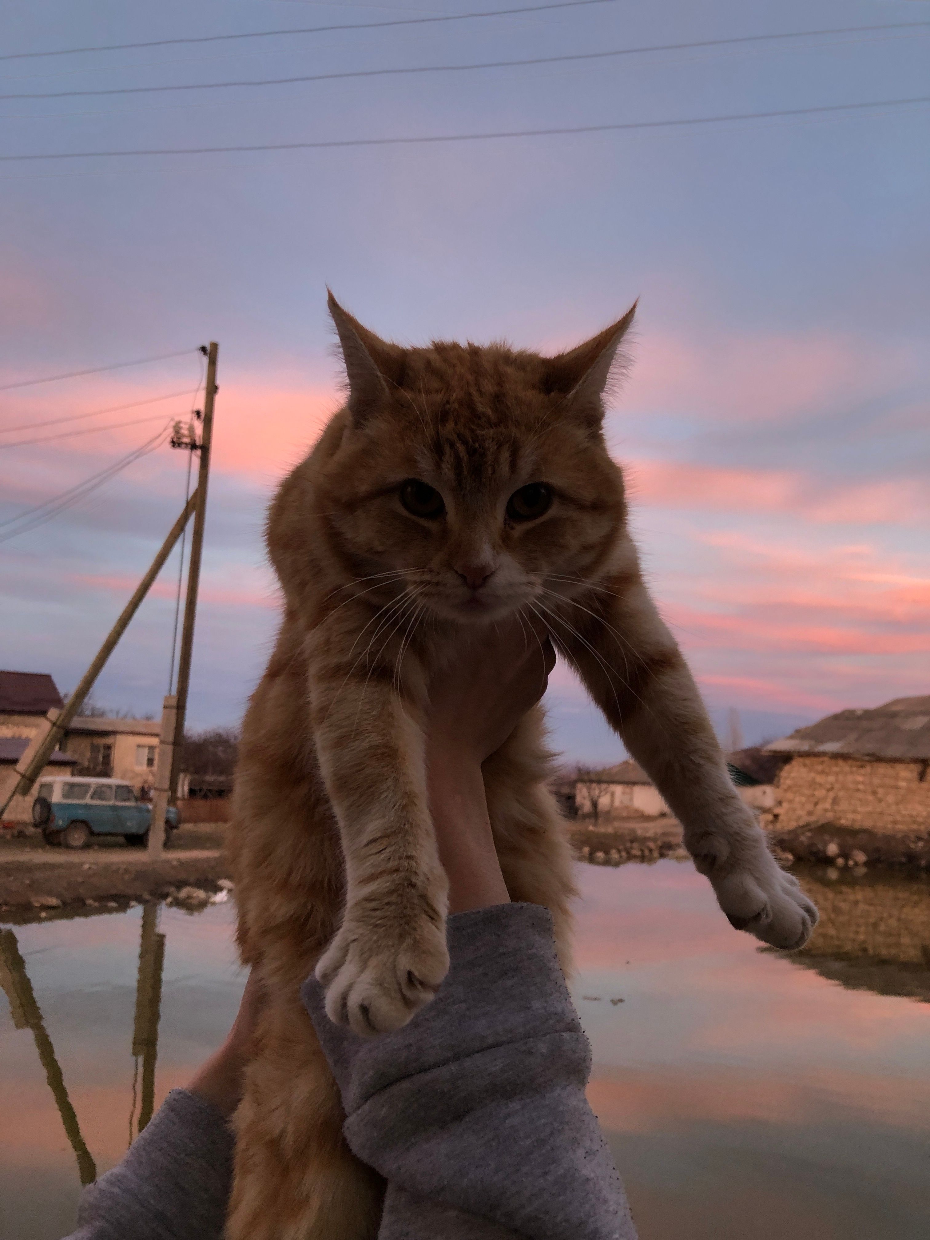 Charming ginger cat held high in front of a vibrant sunset sky in Keger, Dagestan.