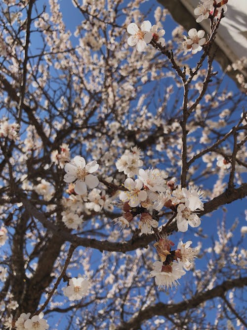 Fotos de stock gratuitas de árbol, cielo azul, flora