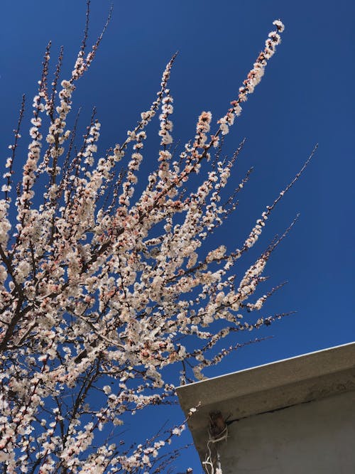 Darmowe zdjęcie z galerii z błękitne niebo, drzewo, flora