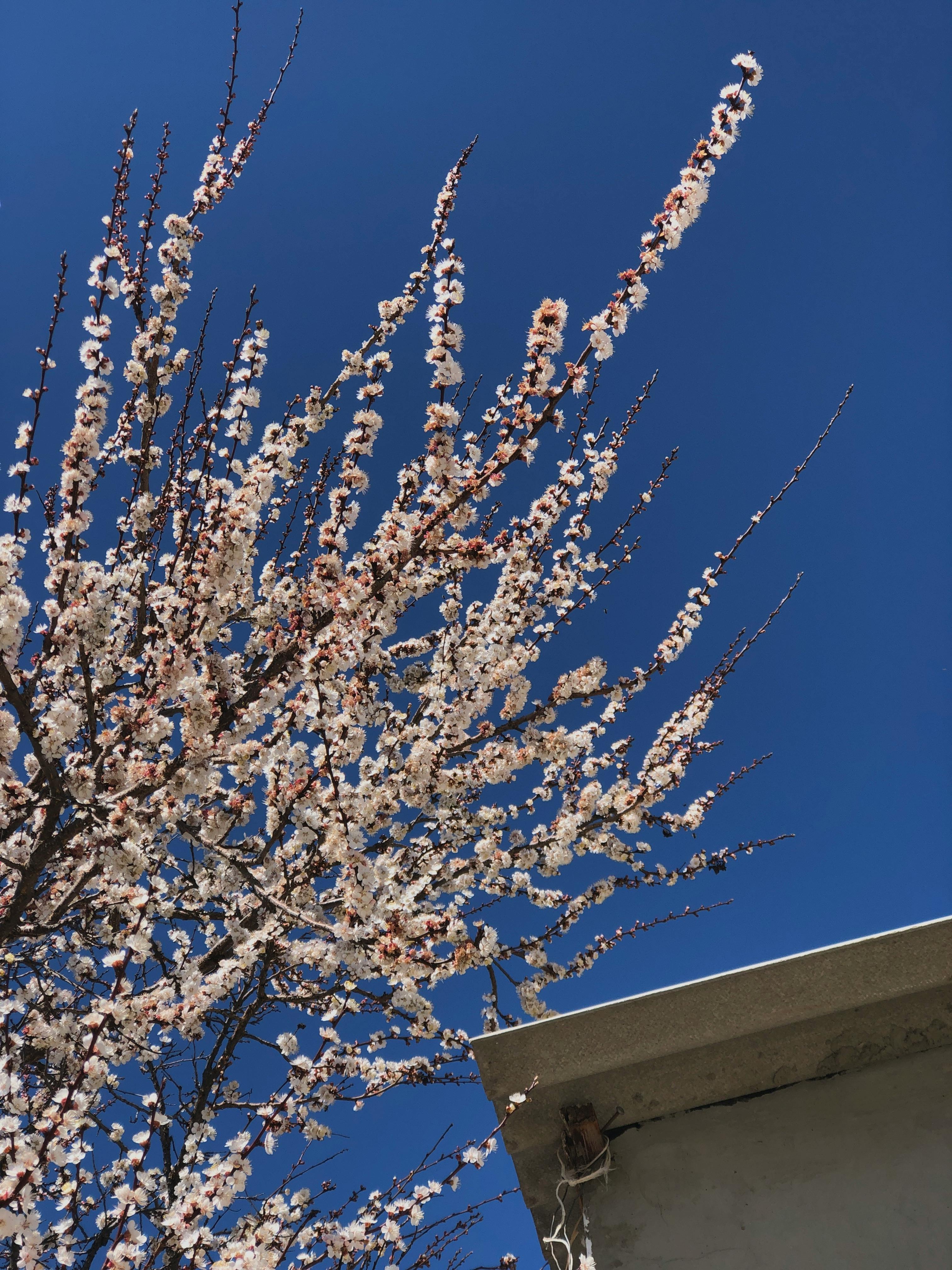 A Pink Flowers of a Mulberry Tree · Free Stock Photo