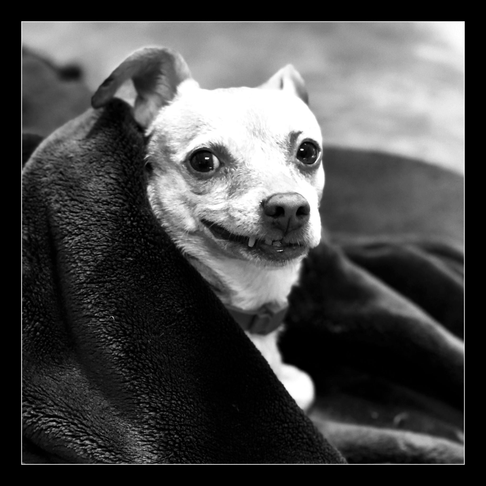 かわいい犬 スマイル 変な顔の無料の写真素材