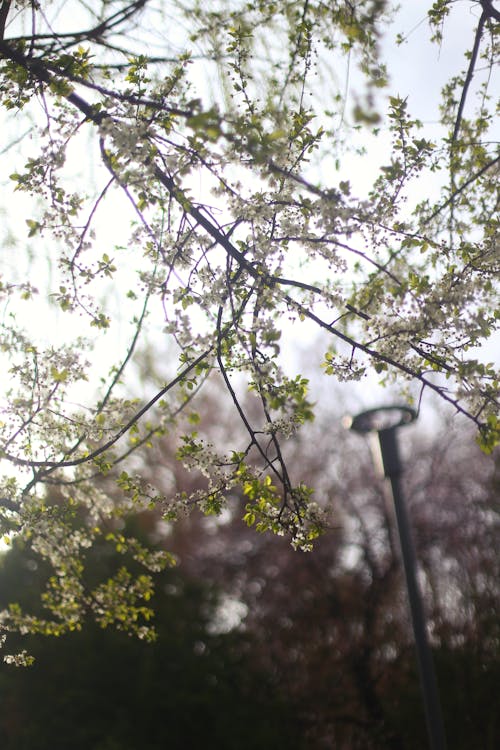 Tree Branches in Spring