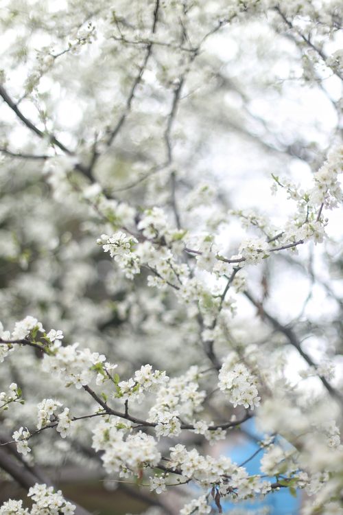 Free Delicate white cherry blossoms on branches, signaling the arrival of spring. Stock Photo
