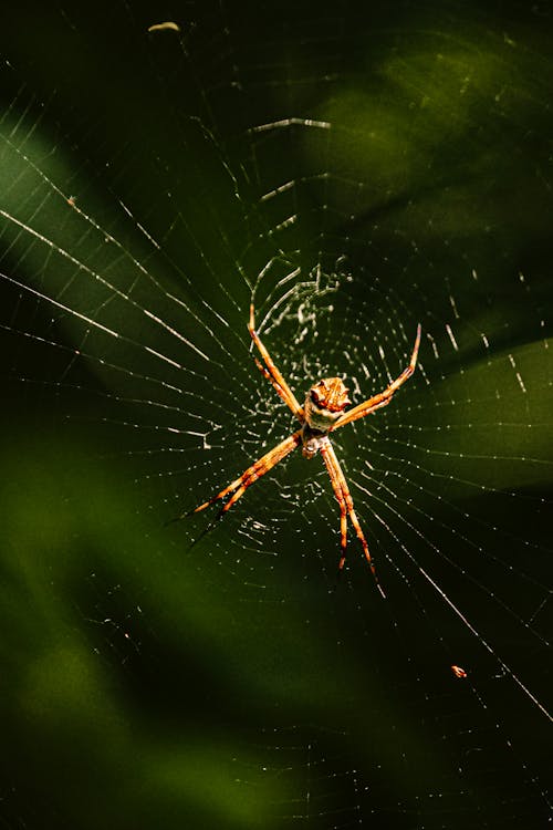 Spider on Spiderweb