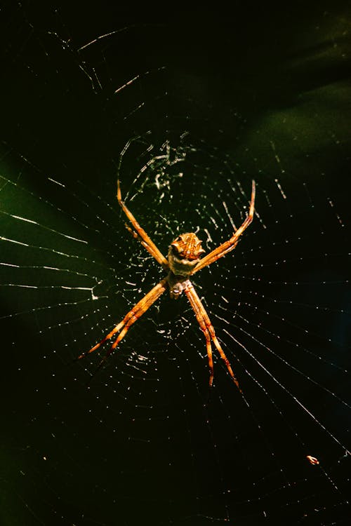 A Close-up of an Orange Spider on the Web