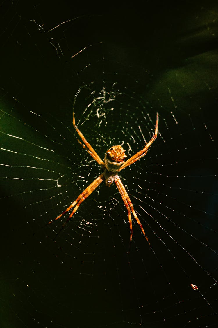 A Close-up Of An Orange Spider On The Web