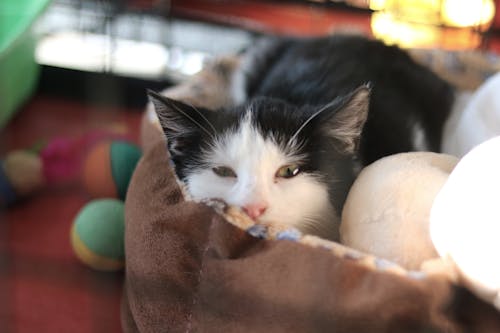 Free stock photo of cat, christmas, christmas lights Stock Photo