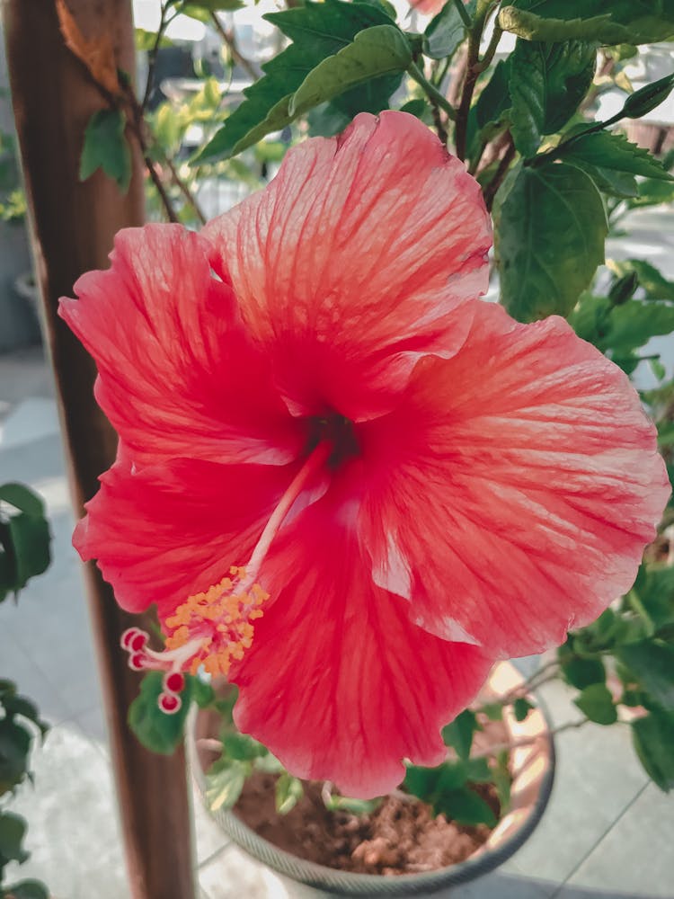 Close-up Of A Chinese Hibiscus Flower