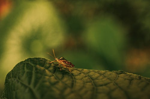 Insect on Leaf