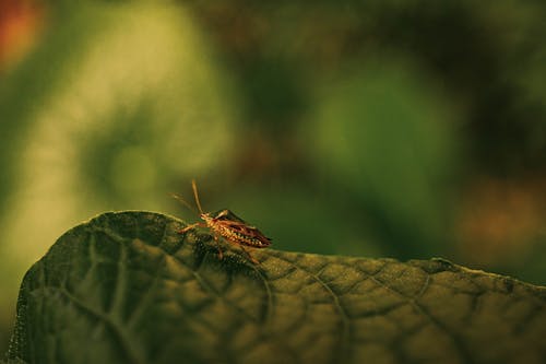 곤충, 녹색 배경, 동물 사진의 무료 스톡 사진