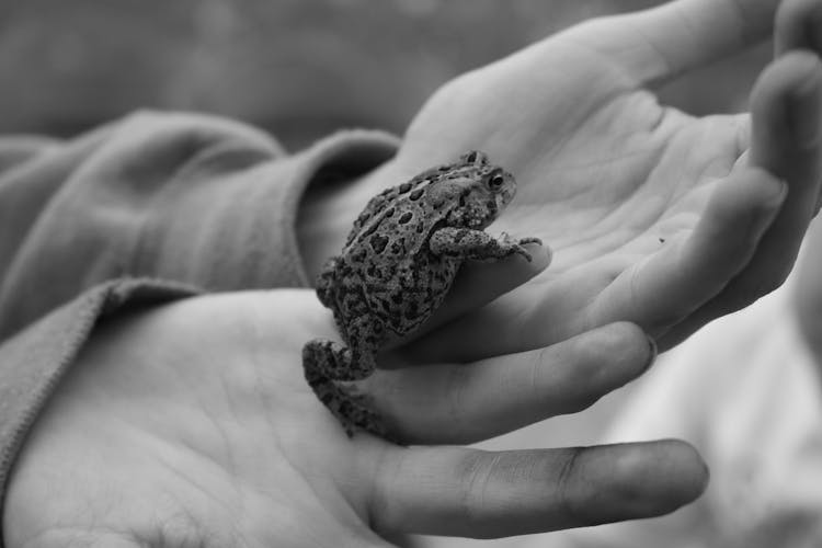 Close-up Of A Child Holding A Frog In Hands 