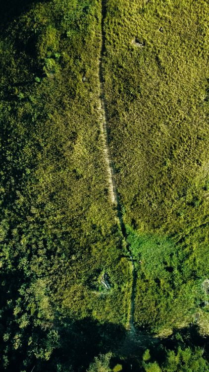 Free Aerial shot showcasing a lush green forest path amidst dense foliage. Stock Photo