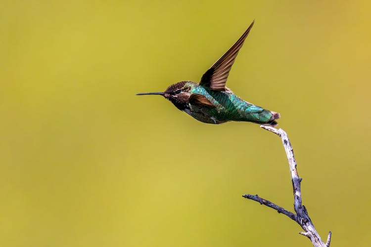 A Hummingbird On A Yellow Background