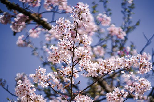 Бесплатное стоковое фото с белый, весна, вишня