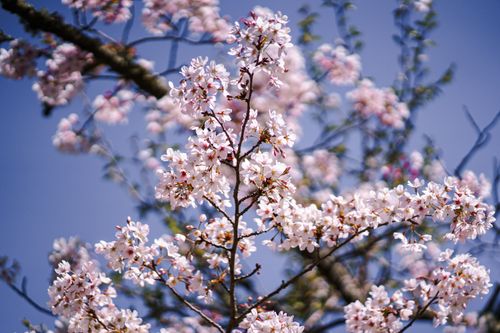Free Beautiful cherry blossoms in full bloom against a clear blue sky in San Francisco's springtime. Stock Photo