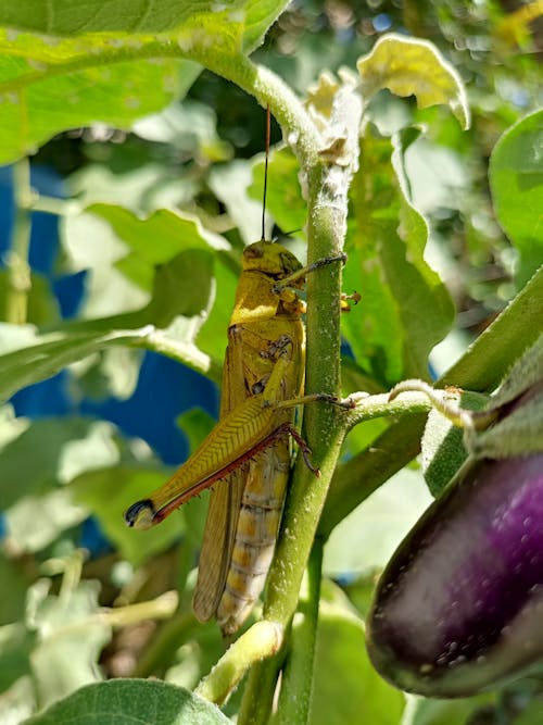 Imagine de stoc gratuită din a închide, animal, fotografiere verticală