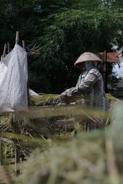 Agricultora idosa com chapéu de palha trabalhando em campo verde — representando o direito à aposentadoria rural para mulheres a partir dos 55 anos