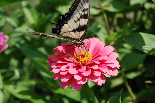 Butterfly on Pink Flower