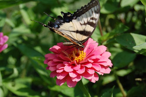 Butterfly on Pink Flower