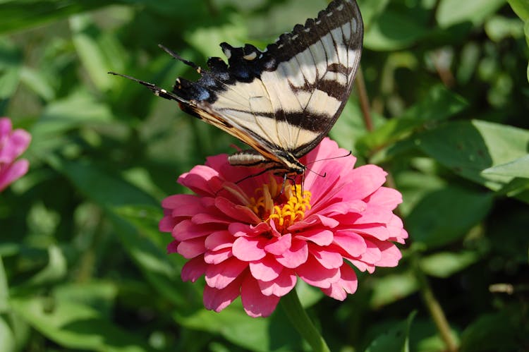 Butterfly On Pink Flower