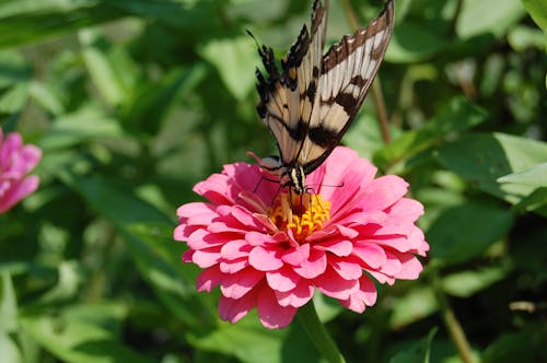 Butterfly on Pink Flower