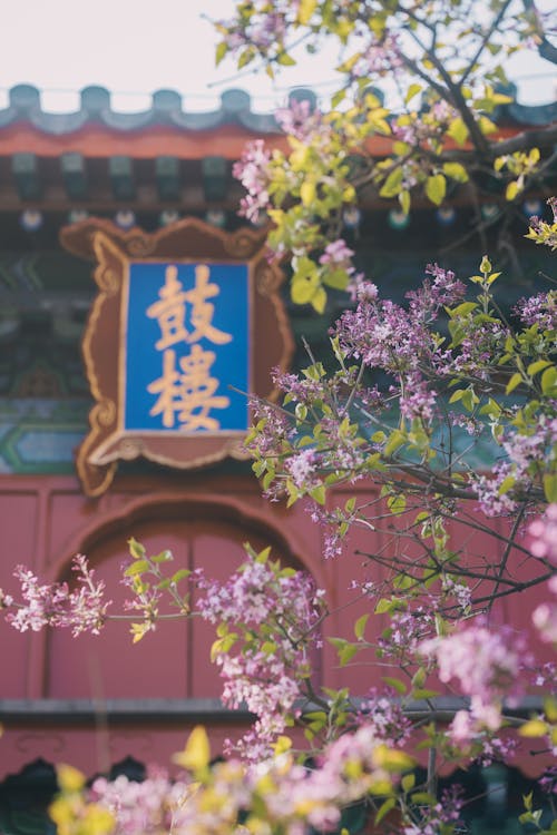 Blossoms on Tree with Buddhist Temple behind