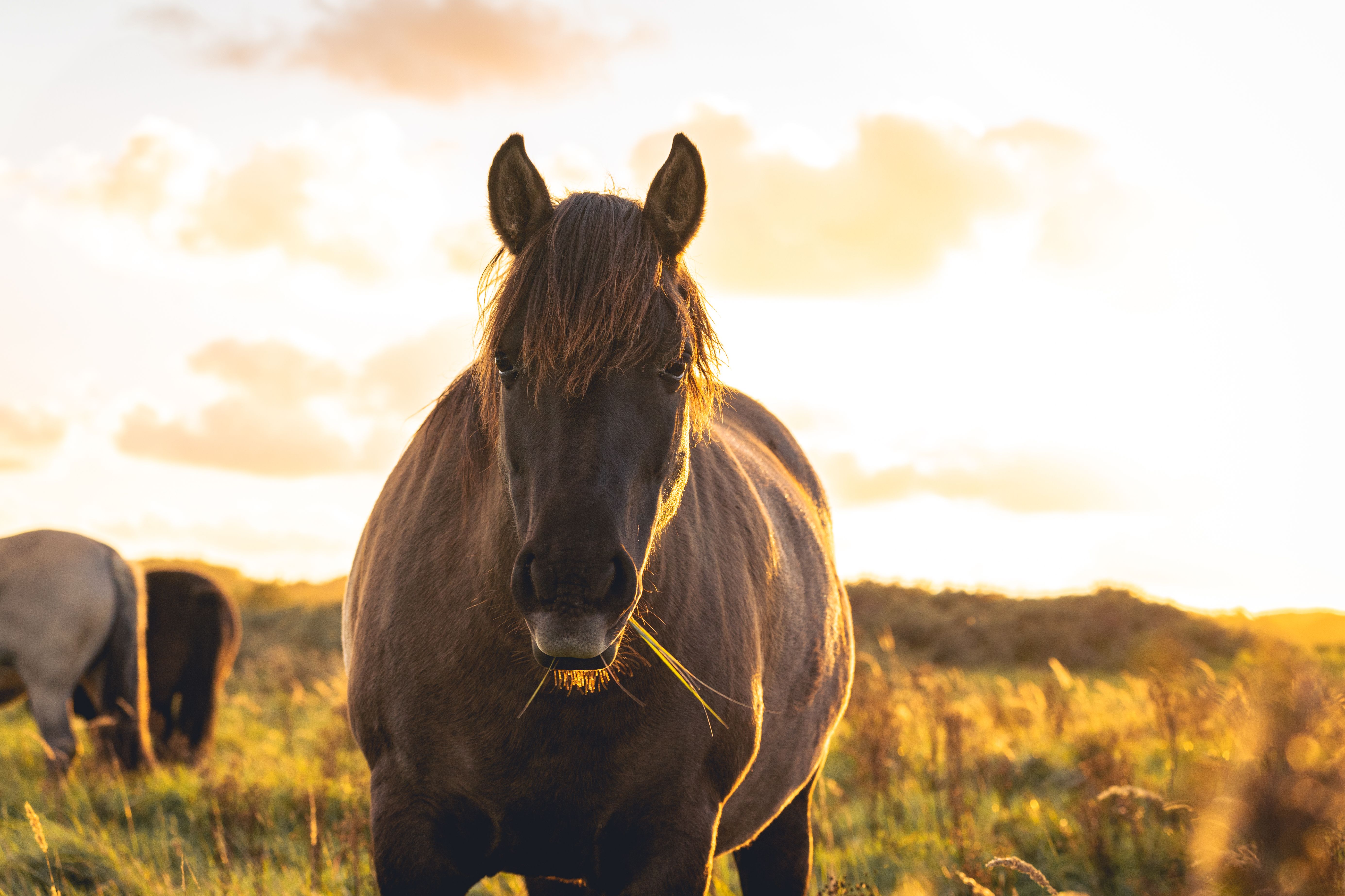 Close-up van krachtige bruine paarden.