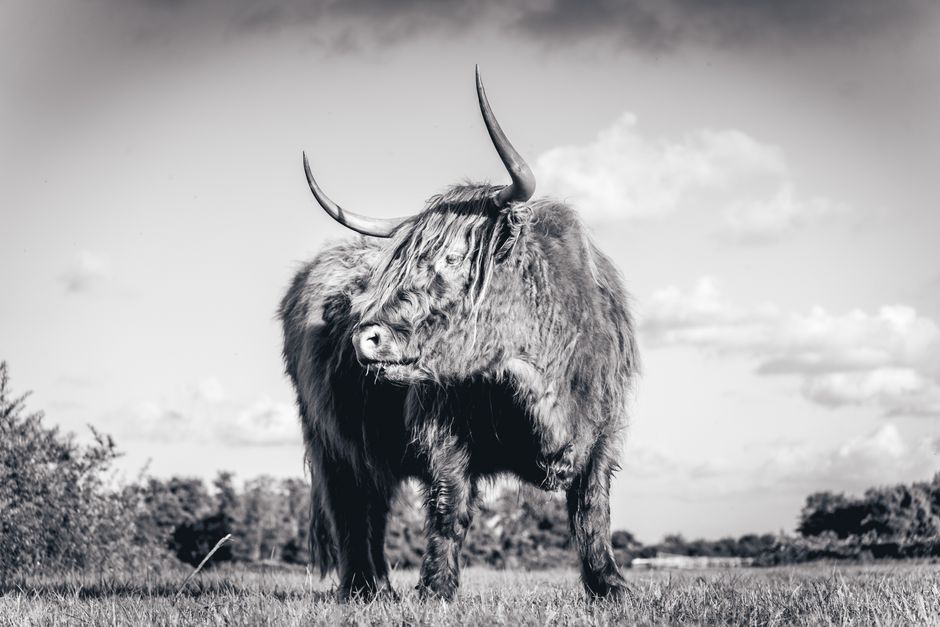 Canvas met Schotse Hooglander in landelijke stijl. Canvas met Schotse Hooglander in landelijke stijl.