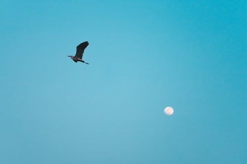 Eagle Flying in Sky near Full Moon