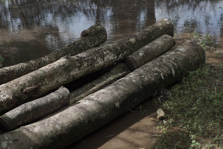 Tree Logs By The River