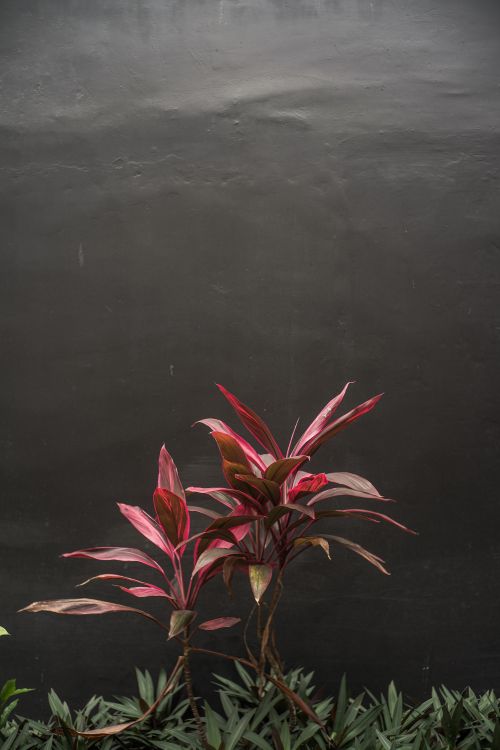 Free Red tropical plant leaves create a striking contrast against a dark, textured background, showcasing natural beauty. Stock Photo