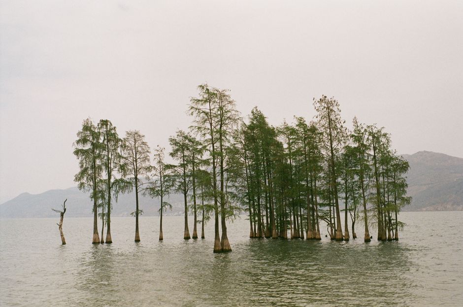 A peaceful scene of cypress trees emerging from calm waters against a mountainous backdrop.