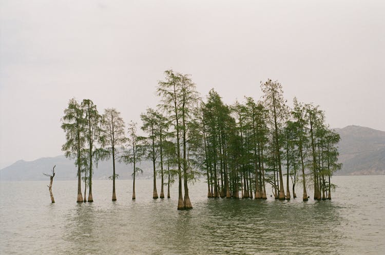 Trees Growing In Water On Sunset