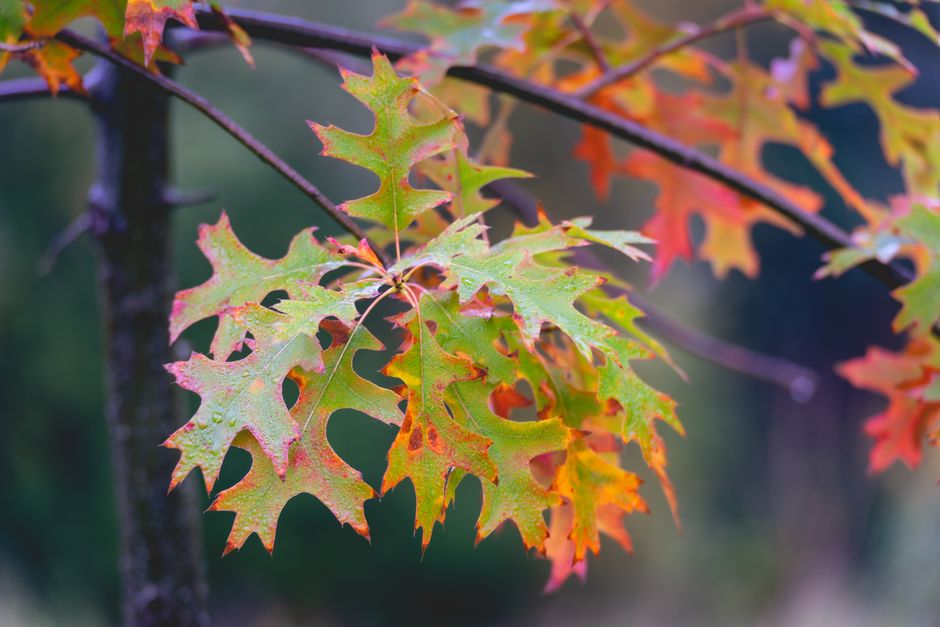 Handen rangschikken herfstbladeren voor glas-in-lood. Handen rangschikken herfstbladeren voor glas-in-lood.
