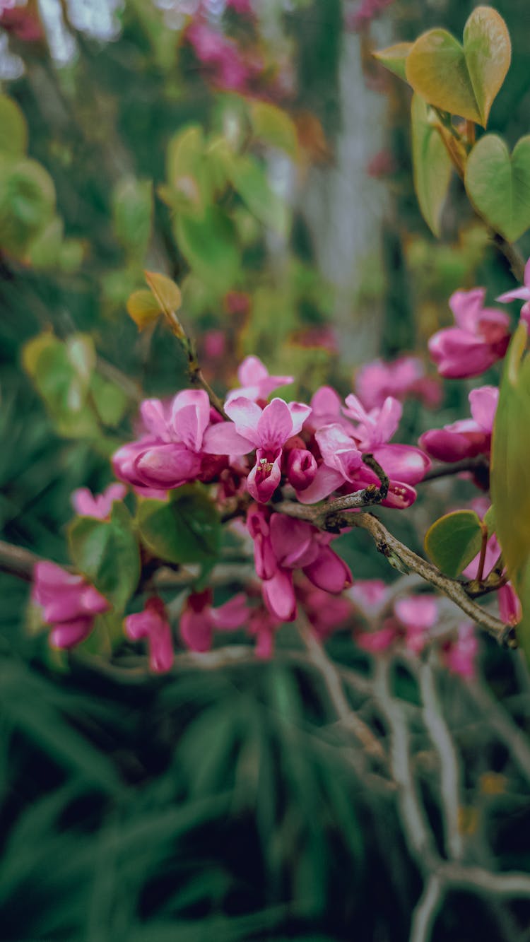 Gainier Du Canada Flower