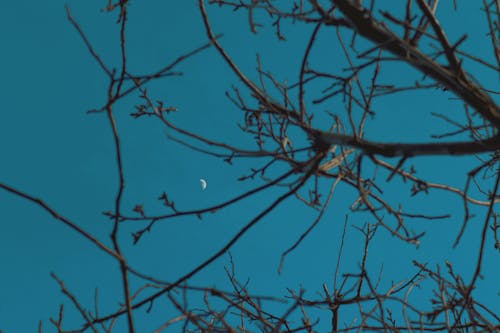 Bare Trees Branches against Night Sky with Moon