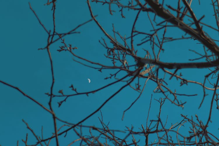 Bare Trees Branches Against Night Sky With Moon