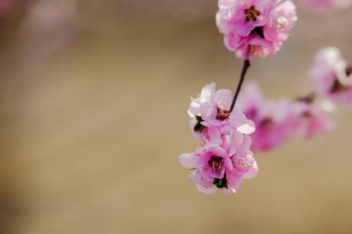 Foto profissional grátis de cor-de-rosa, flores, flores de cerejeira