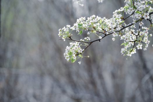Beautiful cherry blossoms on a branch, indicating the arrival of spring.