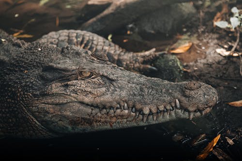 Imagine de stoc gratuită din aligator, crocodil, faună sălbatică