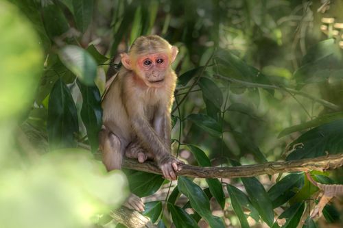 Free A young monkey sitting on a branch surrounded by vibrant green foliage. Stock Photo